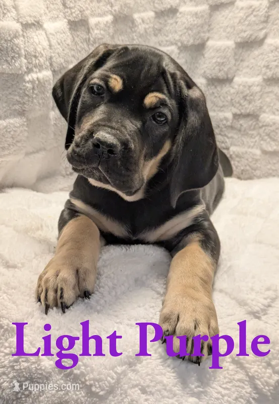 Light Purple  – Cane Corso puppy for sale in Schell City, MO