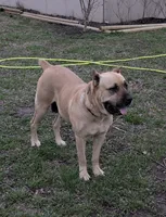 Purple , a female Cane Corso for sale in Schell City, MO – 8 of 9