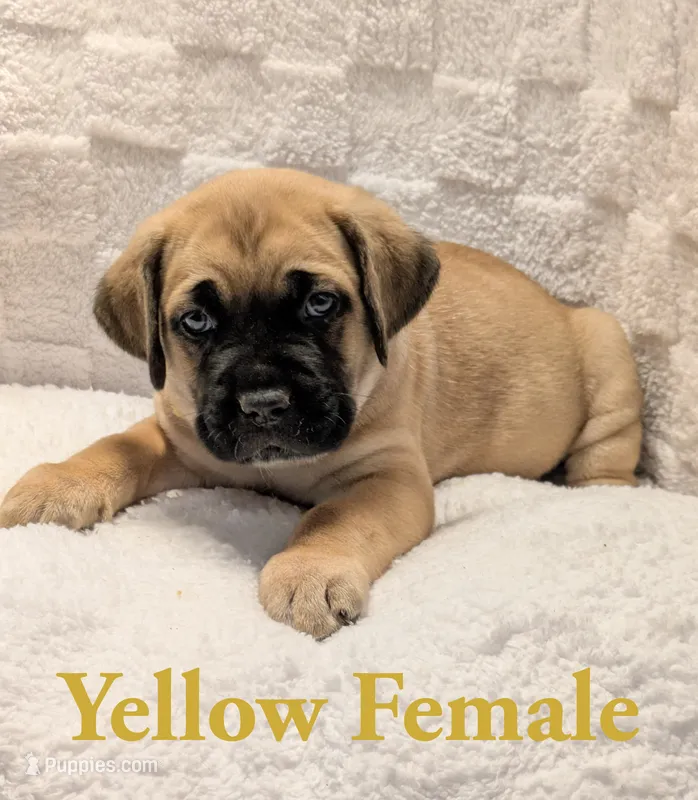 Yellow – Cane Corso puppy for sale in Schell City, MO