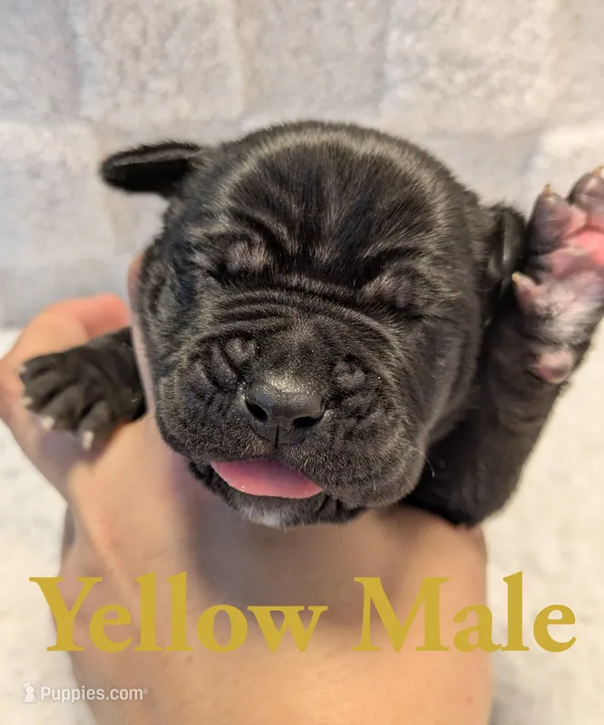 Yellow – Cane Corso puppy for sale in Schell City, MO