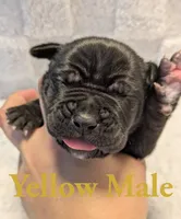 Yellow, a male Cane Corso for sale in Schell City, MO – 1 of 8