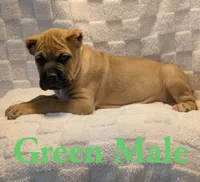 Green , a male Cane Corso for sale in Schell City, MO – 5 of 9