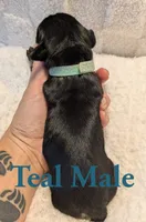 Teal, a male Cane Corso for sale in Schell City, MO – 3 of 8