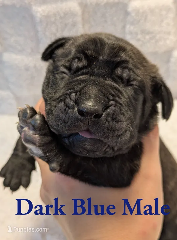 Dark Blue  – Cane Corso puppy for sale in Schell City, MO