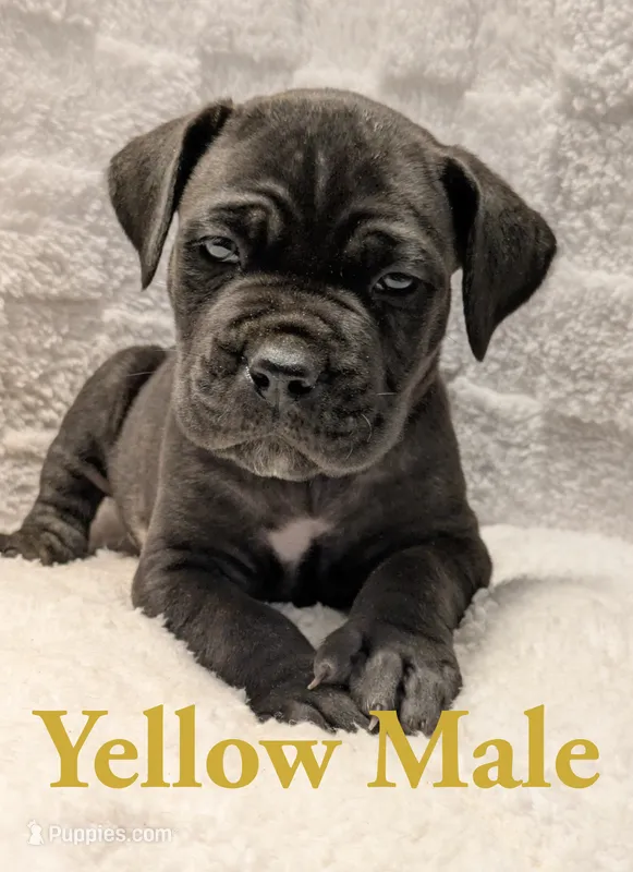 Yellow – Cane Corso puppy for sale in Schell City, MO