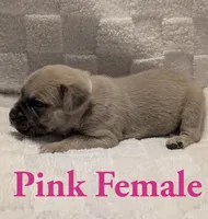 Pink , a female Cane Corso for sale in Schell City, MO – 4 of 10