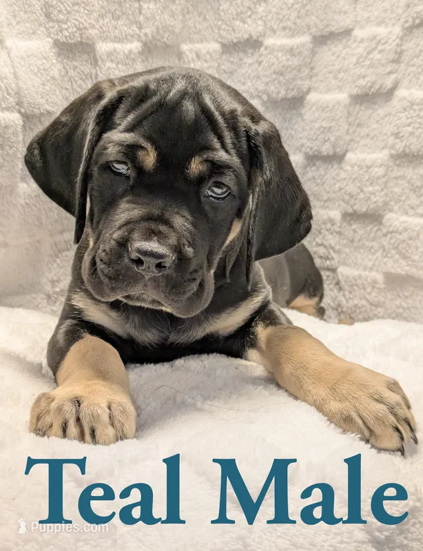 Teal – Cane Corso puppy for sale in Schell City, MO