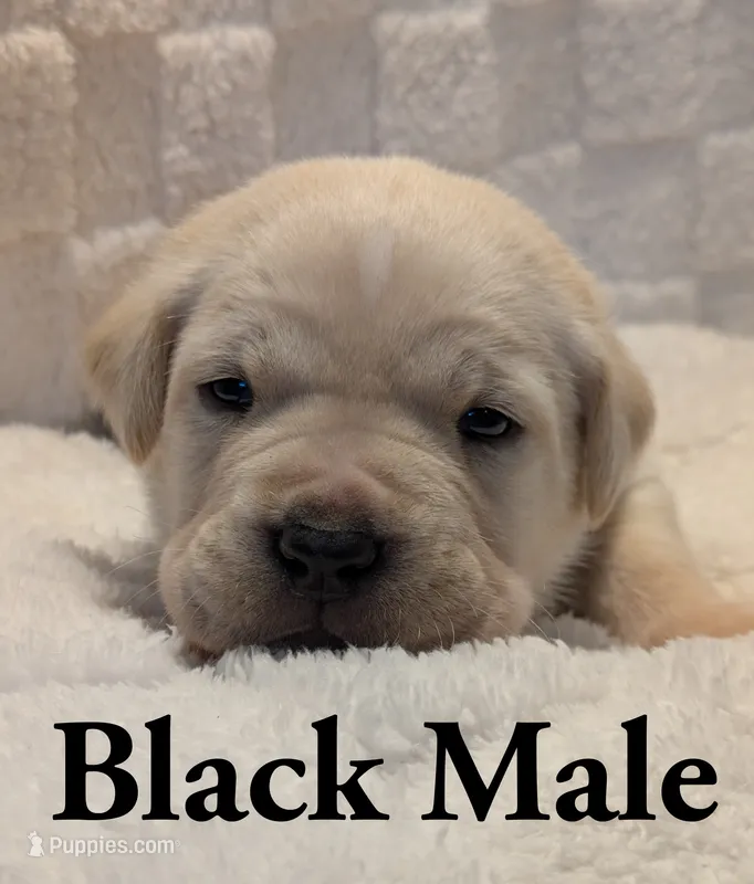 Black  – Cane Corso puppy for sale in Schell City, MO