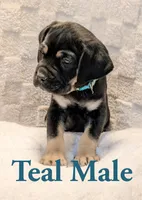 Teal, a male Cane Corso for sale in Schell City, MO – 3 of 9