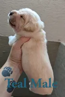 Teal, a male Cane Corso for sale in Schell City, MO – 5 of 5