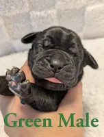 Green, a male Cane Corso for sale in Schell City, MO – 2 of 8