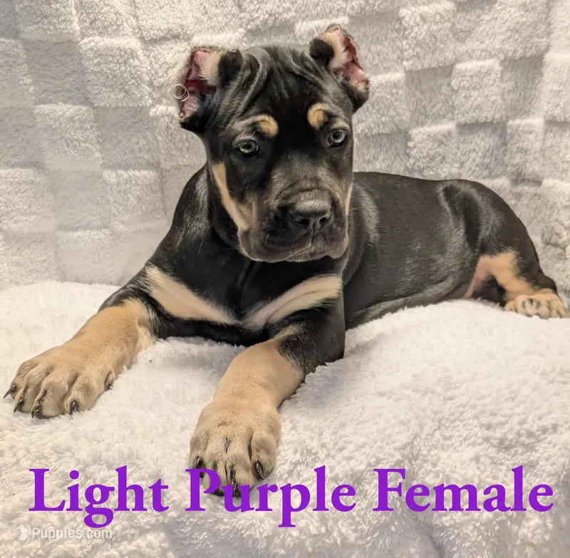Light Purple  – Cane Corso puppy for sale in Schell City, MO