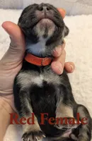 Red, a female Cane Corso for sale in Schell City, MO – 4 of 8