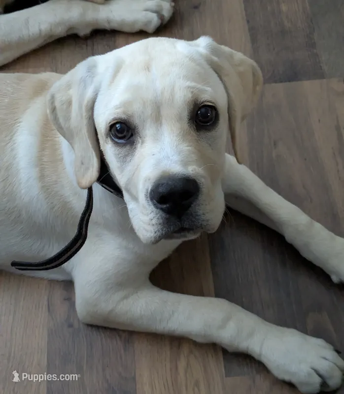 Straw female Light pink  – Cane Corso puppy for sale in Schell City, MO