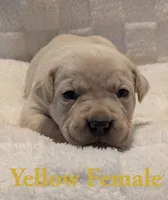 Yellow, a female Cane Corso for sale in Schell City, MO – 2 of 10