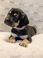 Light Purple , a female Cane Corso for sale in Schell City, MO – 5 of 9