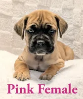 Dark Pink , a female Cane Corso for sale in Schell City, MO – 2 of 9