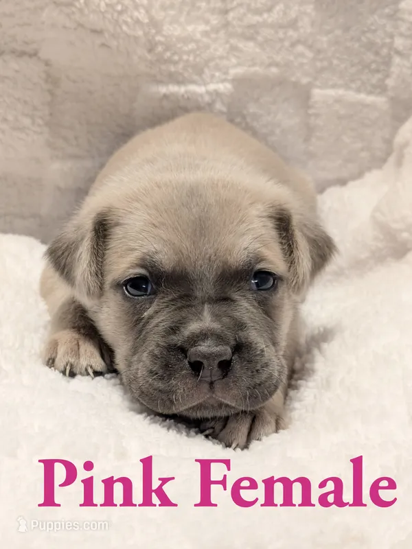  Pink  – Cane Corso puppy for sale in Schell City, MO