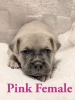 Pink , a female Cane Corso for sale in Schell City, MO – 1 of 10