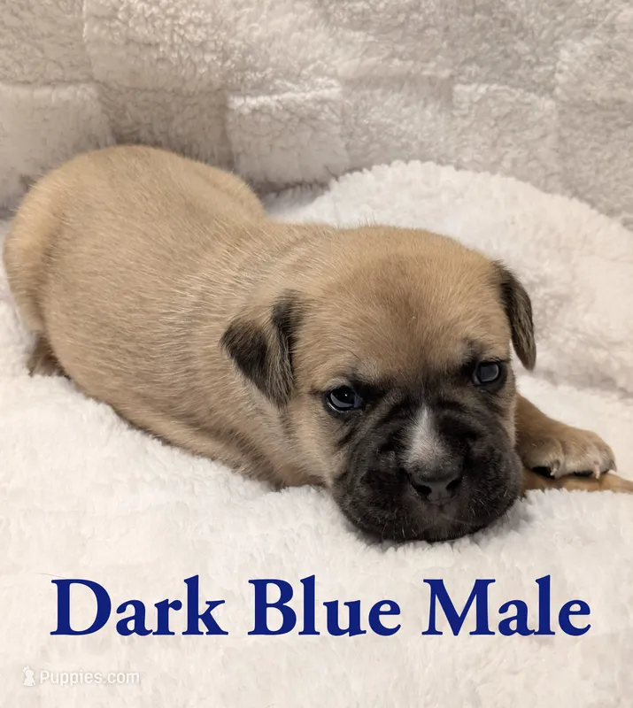 Dark Blue  – Cane Corso puppy for sale in Schell City, MO
