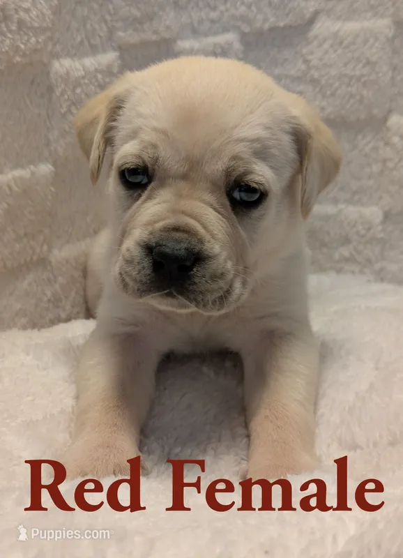 Red – Cane Corso puppy for sale in Schell City, MO