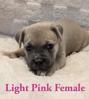 Light pink , a female Cane Corso for sale in Schell City, MO – 3 of 9