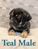 Teal, a male Cane Corso for sale in Schell City, MO – 2 of 9