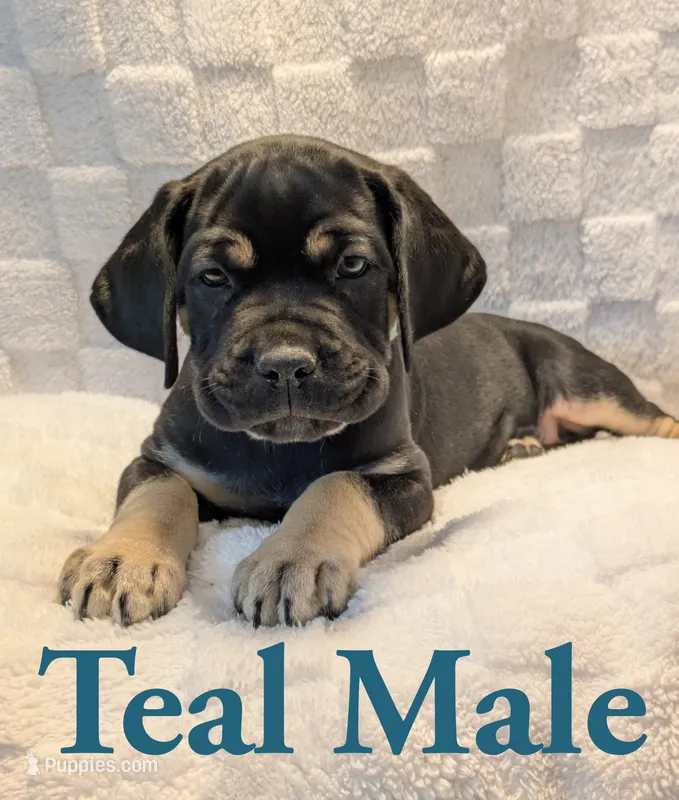 Teal – Cane Corso puppy for sale in Schell City, MO