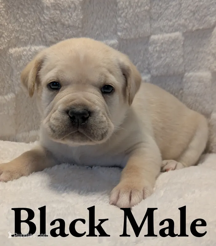 Black  – Cane Corso puppy for sale in Schell City, MO
