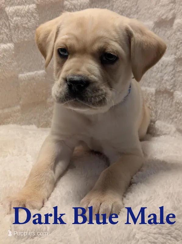 Dark Blue  – Cane Corso puppy for sale in Schell City, MO