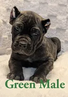 Green, a male Cane Corso for sale in Schell City, MO – 3 of 9
