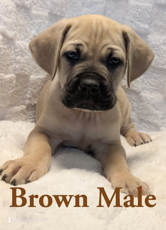 Brown – Cane Corso puppy for sale in Schell City, MO