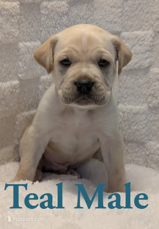 Teal – Cane Corso puppy for sale in Schell City, MO
