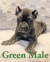 Green, a male Cane Corso for sale in Schell City, MO – 4 of 9