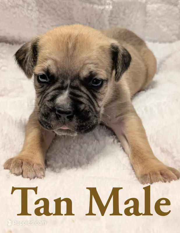 Tan  – Cane Corso puppy for sale in Schell City, MO