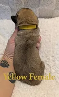 Yellow, a female Cane Corso for sale in Schell City, MO – 3 of 8