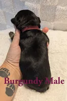 Burgundy, a male Cane Corso for sale in Schell City, MO – 2 of 8