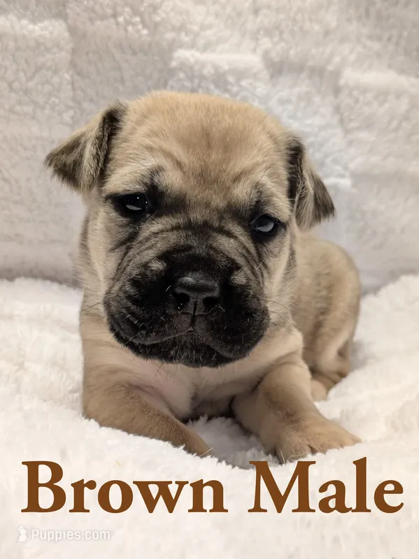 Brown – Cane Corso puppy for sale in Schell City, MO