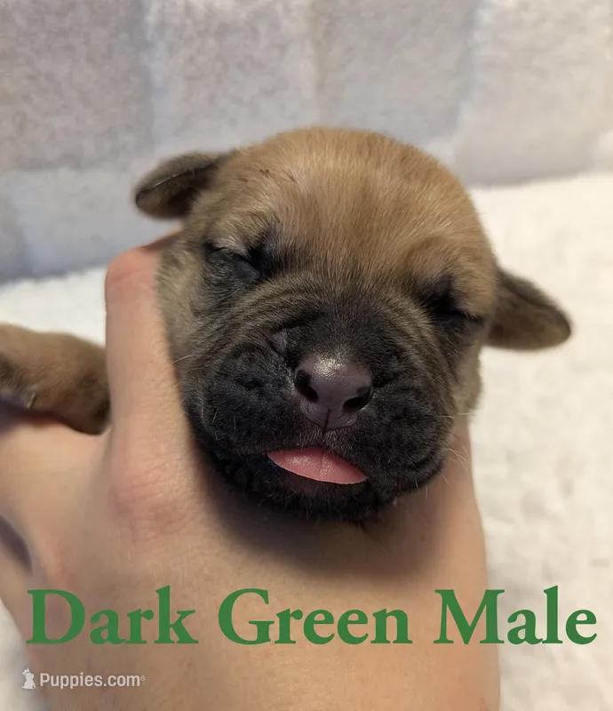 Dark Green – Cane Corso puppy for sale in Schell City, MO