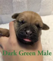Dark Green, a male Cane Corso for sale in Schell City, MO – 1 of 8