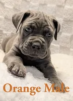 Orange , a male Cane Corso for sale in Schell City, MO – 2 of 9