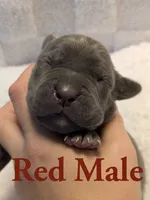 Red , a male Cane Corso for sale in Schell City, MO – 2 of 8