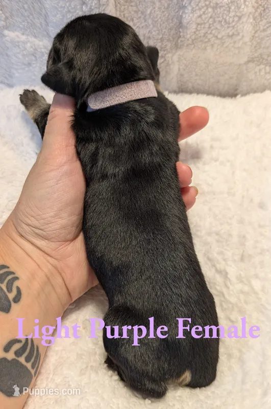 Light Purple  – Cane Corso puppy for sale in Schell City, MO