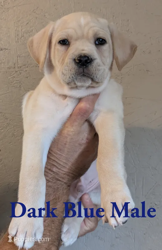 Dark Blue  – Cane Corso puppy for sale in Schell City, MO