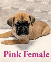 Dark Pink , a female Cane Corso for sale in Schell City, MO – 3 of 9