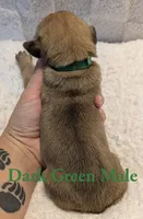 Dark Green, a male Cane Corso for sale in Schell City, MO – 4 of 8