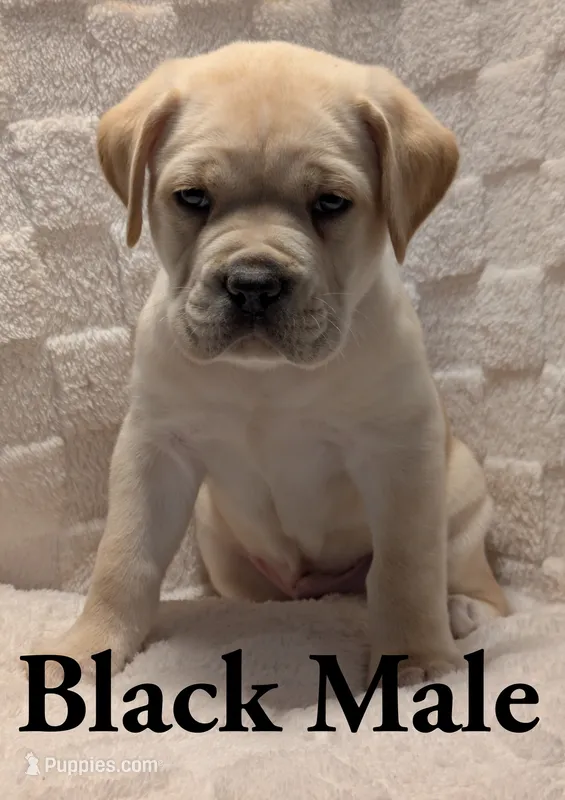 Black  – Cane Corso puppy for sale in Schell City, MO