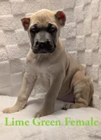 Lime Green , a female Cane Corso for sale in Schell City, MO – 3 of 9