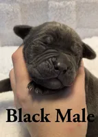 Black , a male Cane Corso for sale in Schell City, MO – 2 of 8