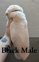 Black , a male Cane Corso for sale in Schell City, MO – 5 of 5